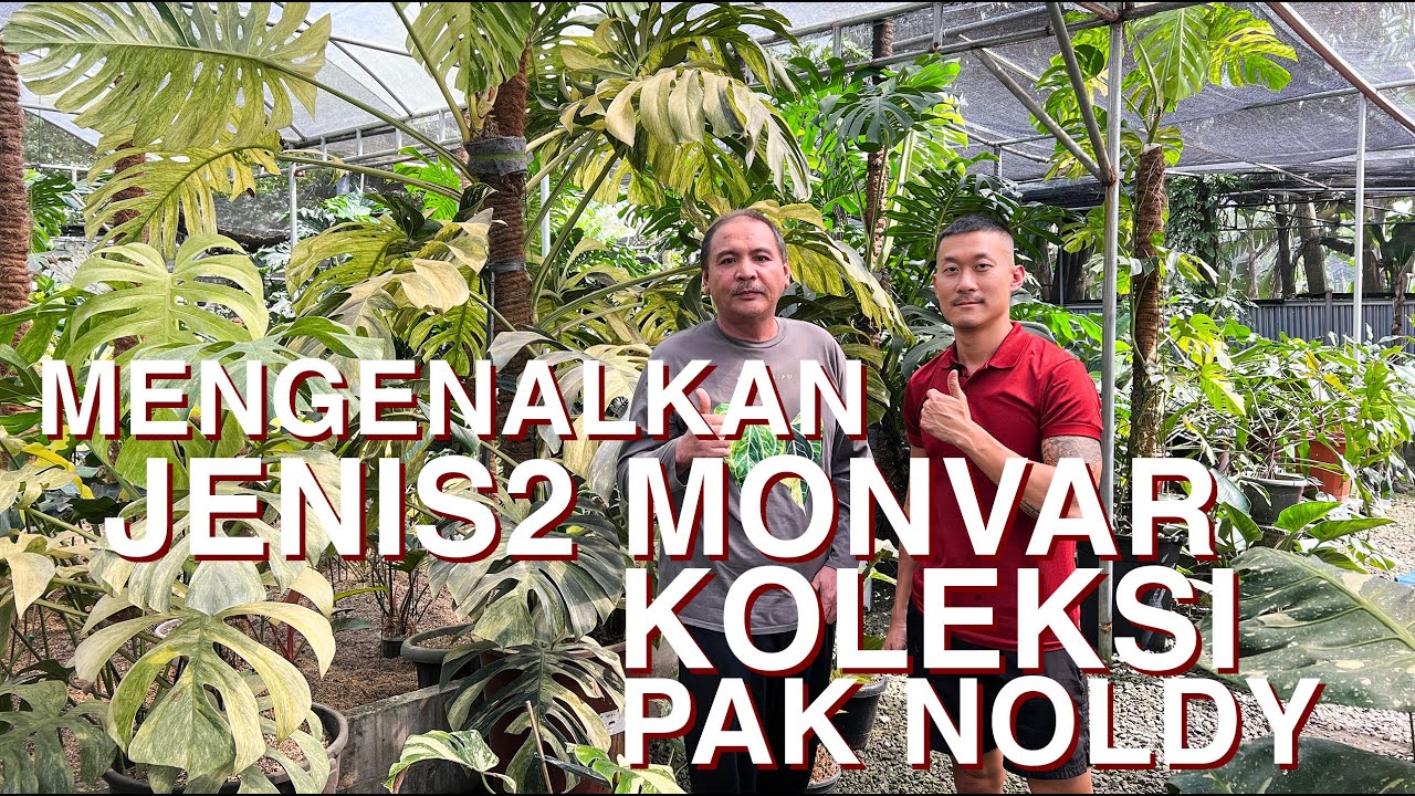Kenali jenis jenis monstera variegata (monvar) dengan @noldy.topan