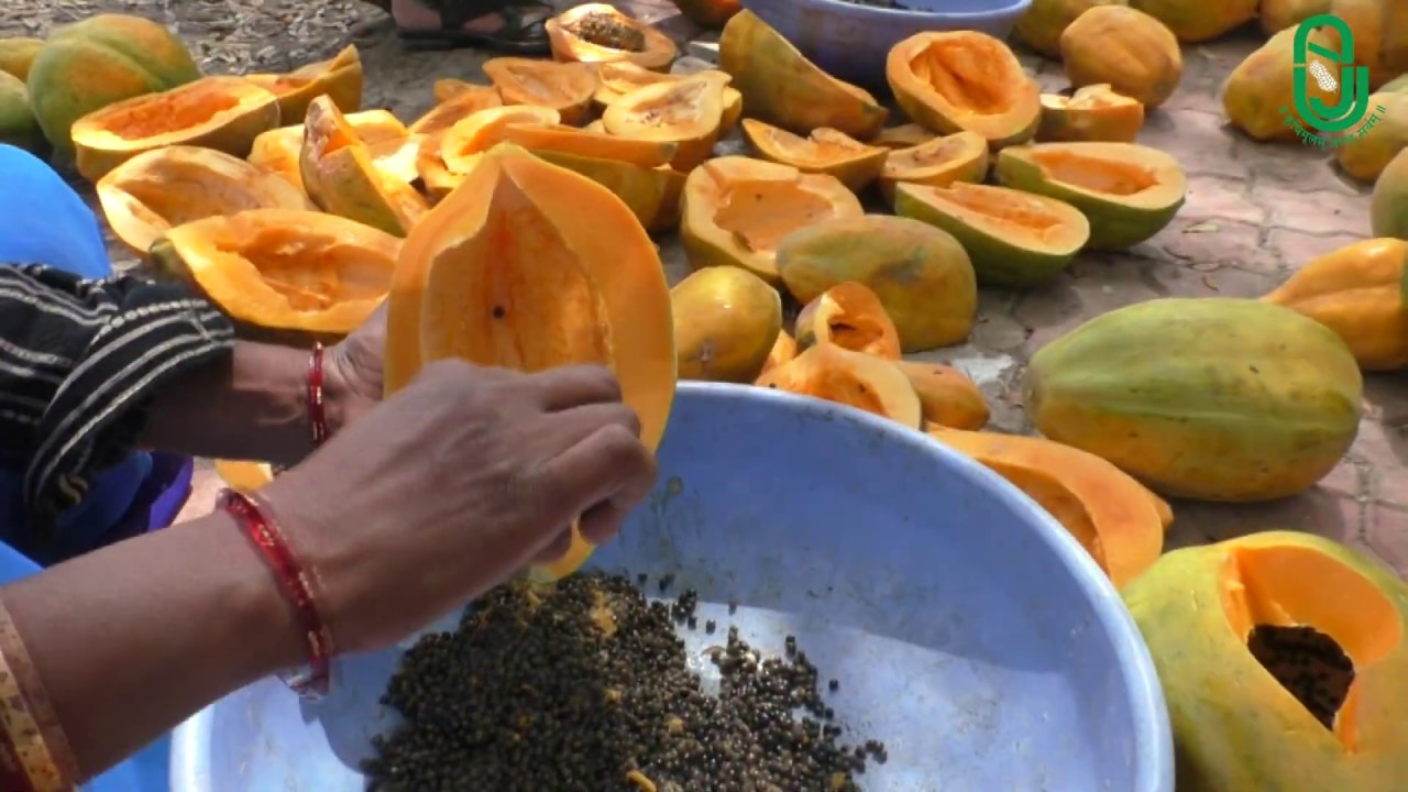 પપૈયાની સફળ ખેતી | જૂનાગઢ કૃષિ યુનિવર્સિટી