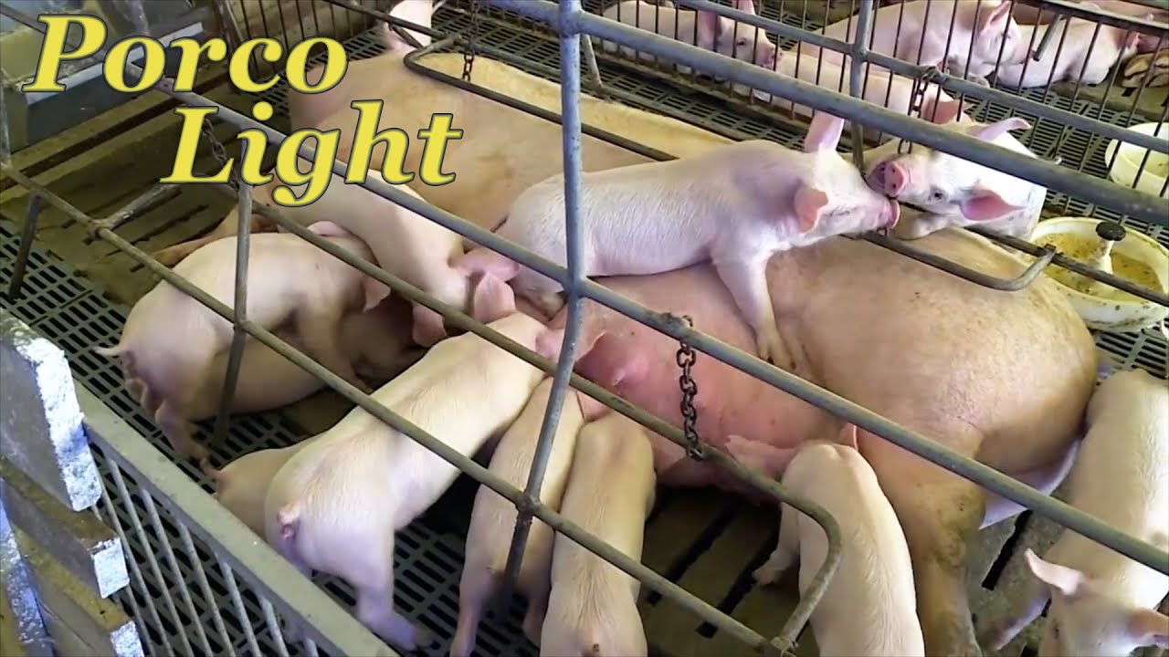 Porco Light,  Mais Carne e Menos Banha