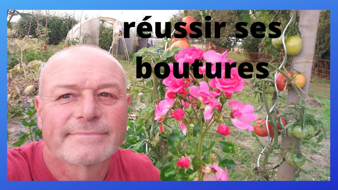 bouture de rosier facile