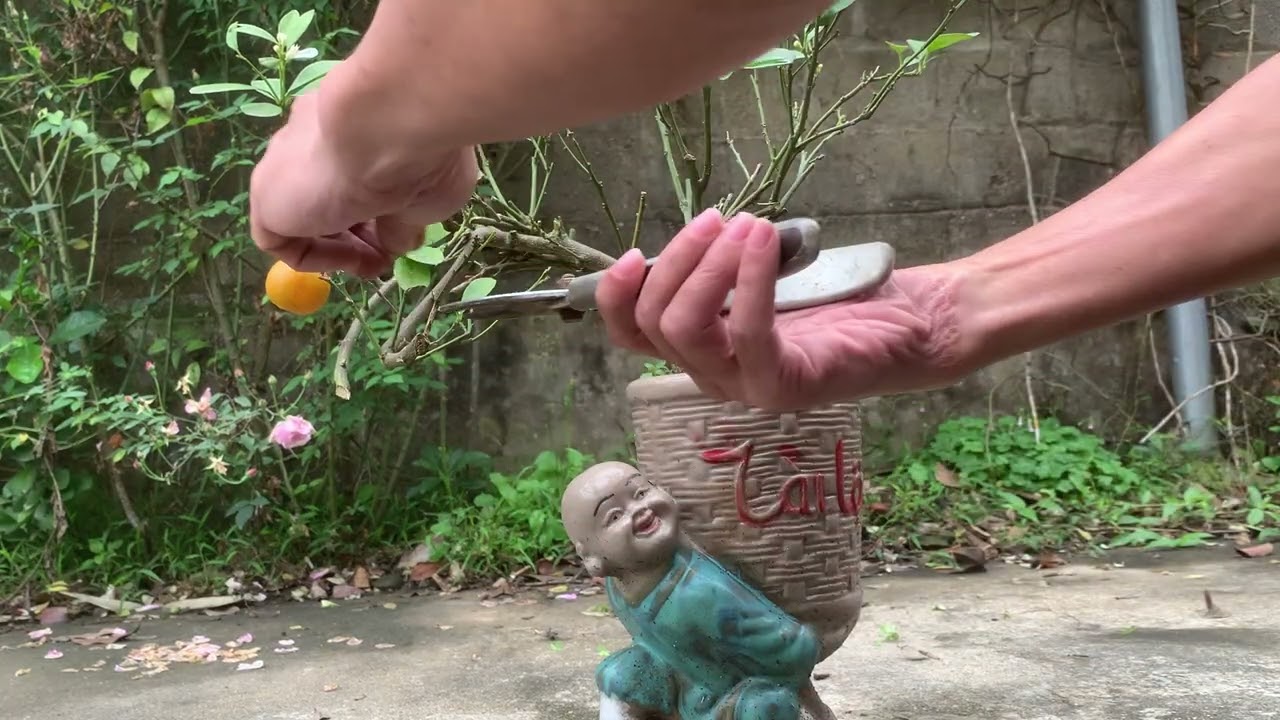 Cũng quất…