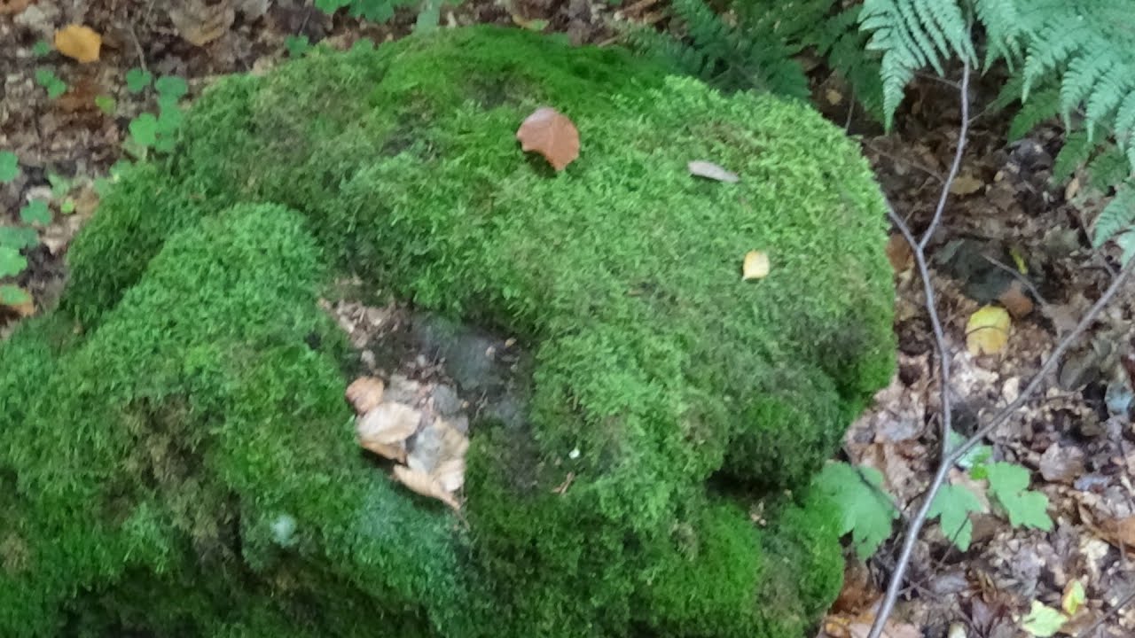 Wanderung zum Hoherodskopf Teil 2