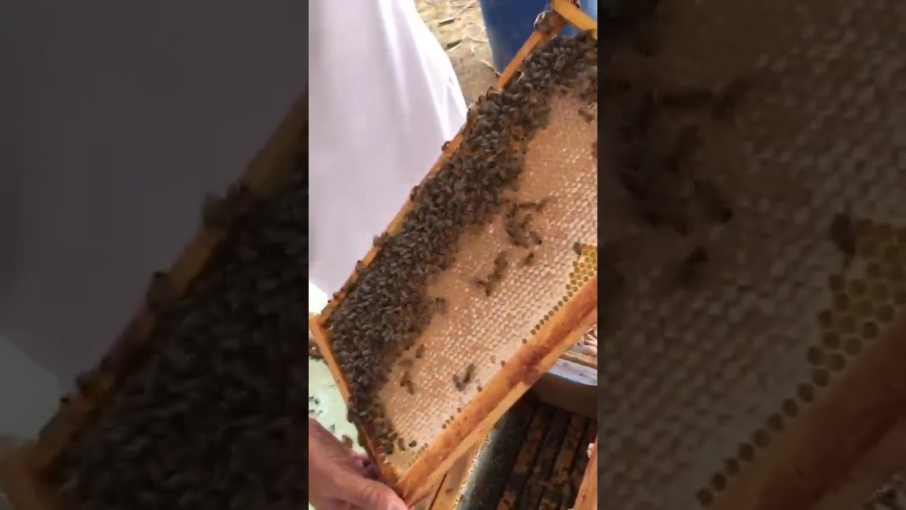 سلالات النحل العالمية تجربتها في القصيم