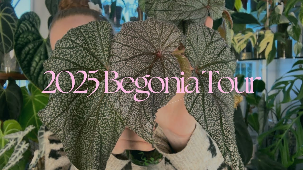 Экскурсия по коллекции бегоний 2025 года 💖