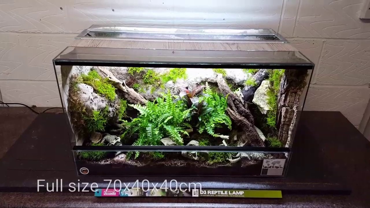 African fat tail gecko natural setup vivarium