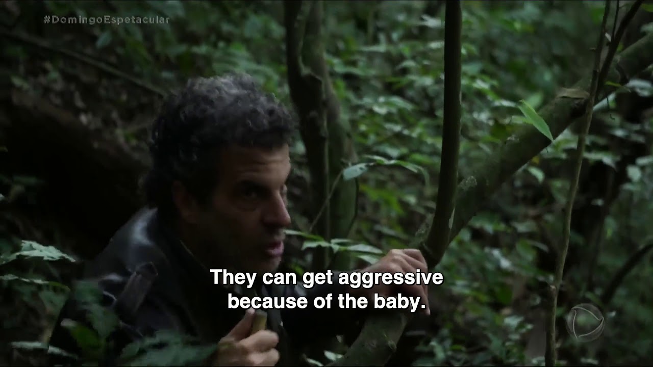 Meeting the Nyungwe Forest Chimps - Rwanda