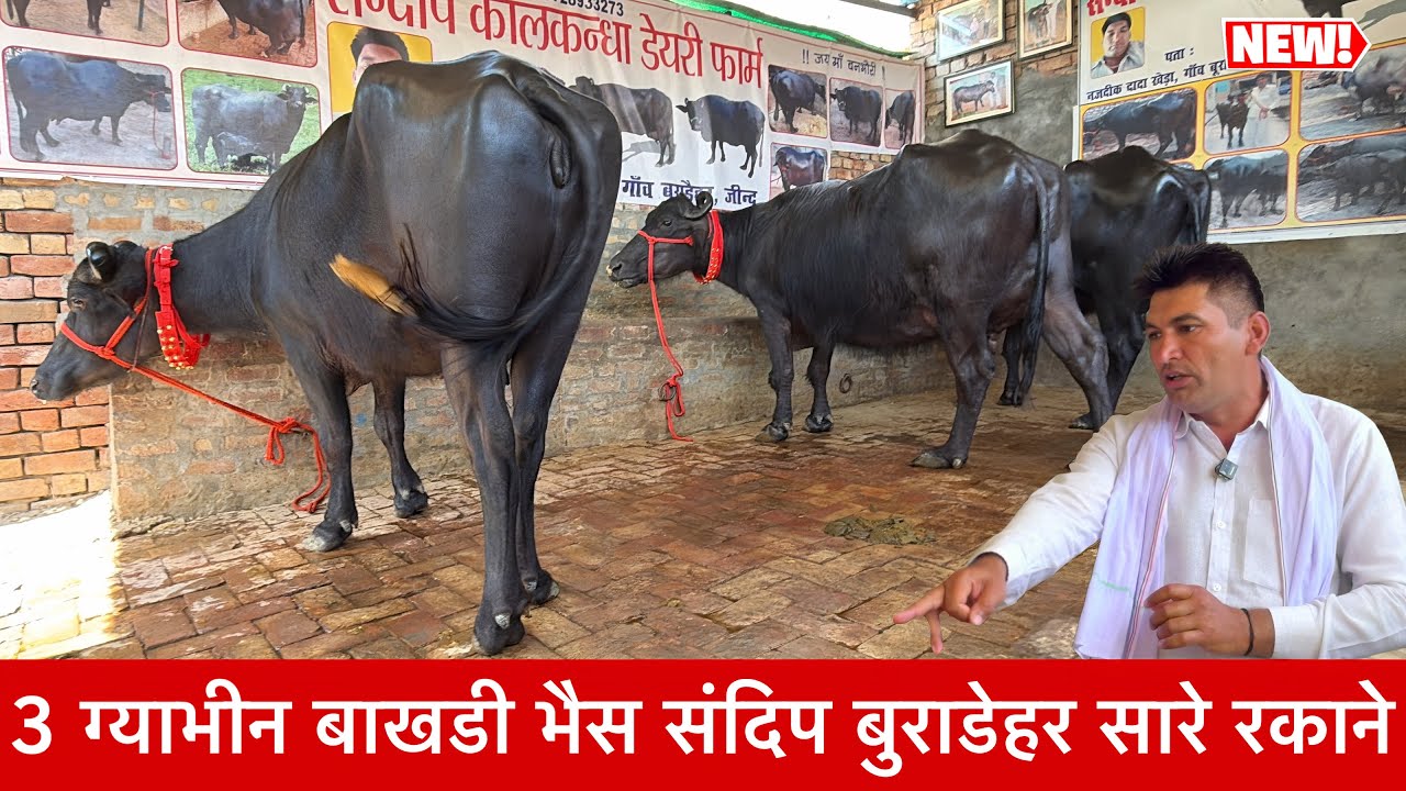 3 बाखडी ग्याभीन भैंस दुध भी ग्याभीन भी बच्चा भी Sandeep Buradehar Dairy Farm ✅