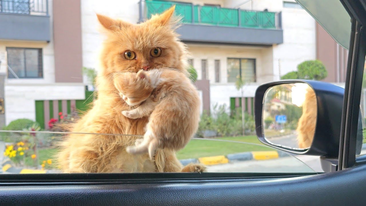 A Stray Cat Jumped on My Car and Asked Me to Take Her Kittens Home – Now They’re Safe and Loved