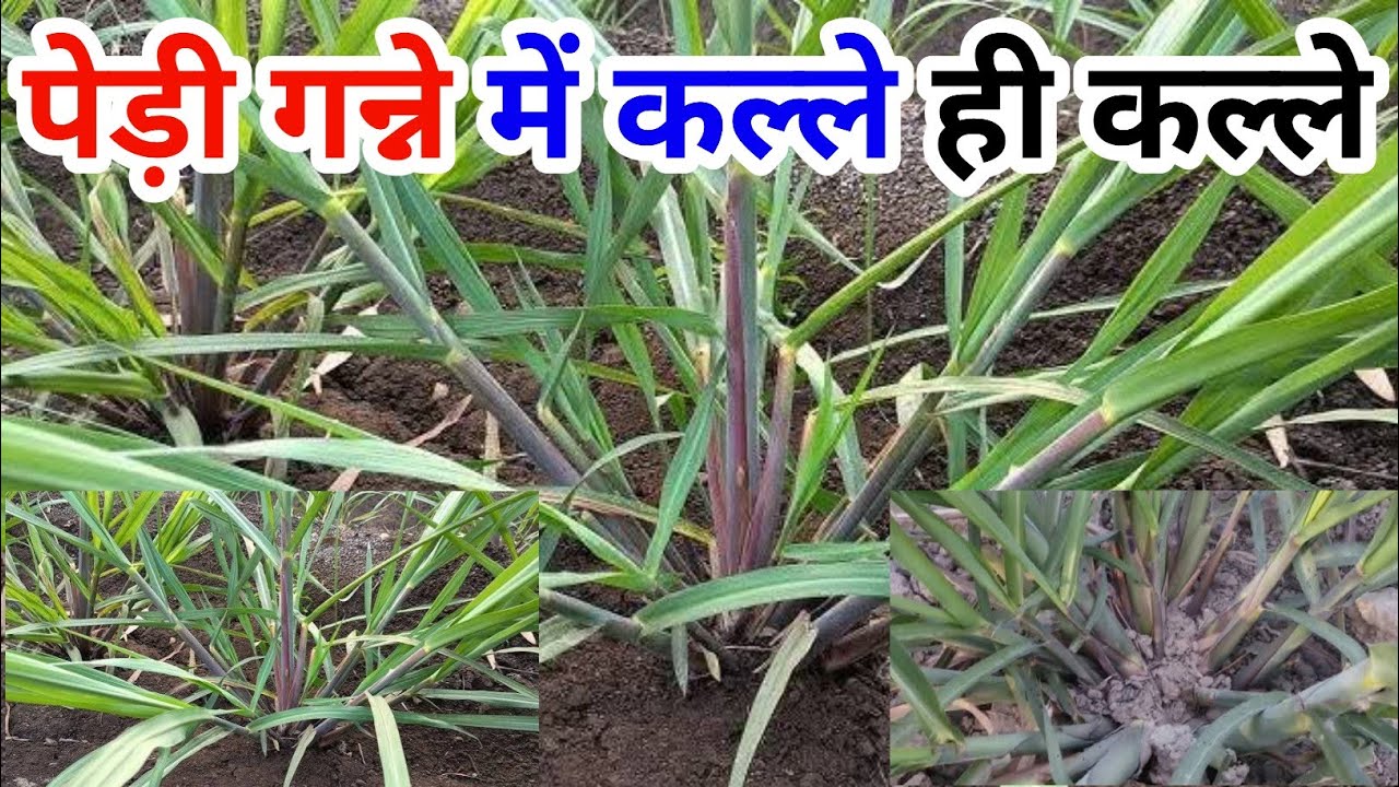 पेड़ी गन्ने में कल्ले ही कल्ले निकलेंगे ये खाद एक बार डालो।Sugarcane Best Fertilizer for Tilring