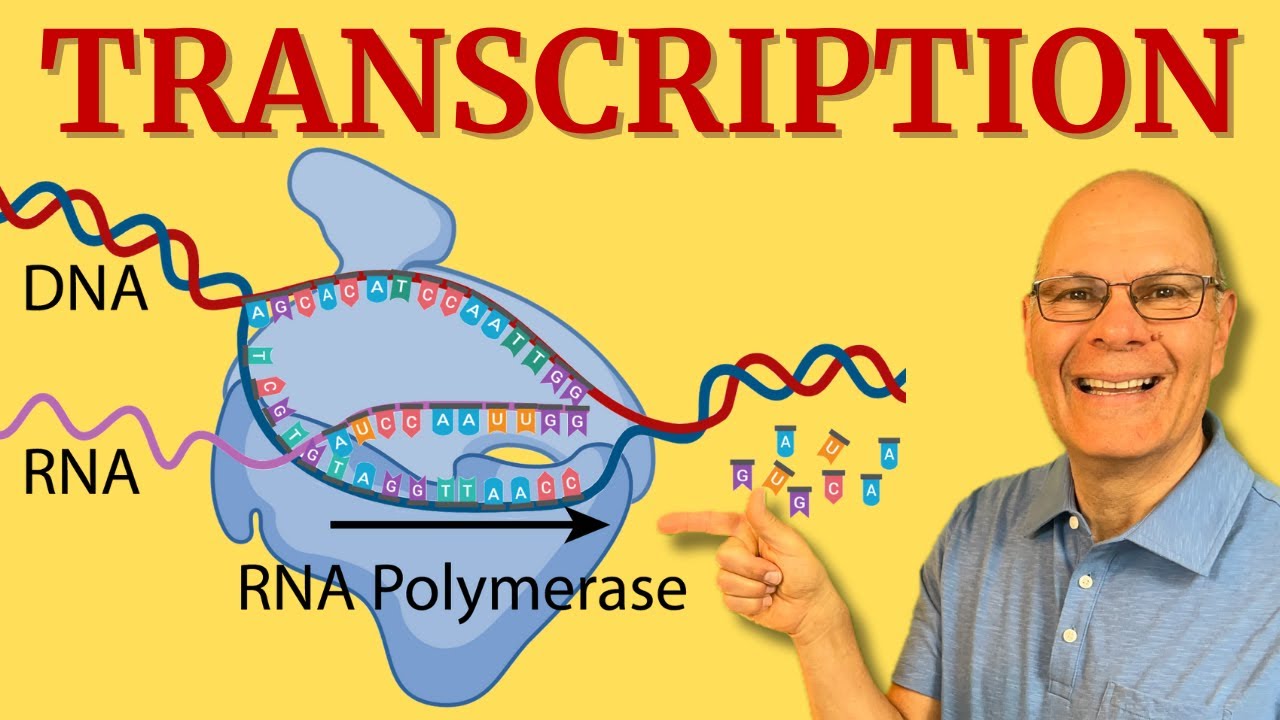 Transcription: What Every AP Bio Student NEEDS to Know