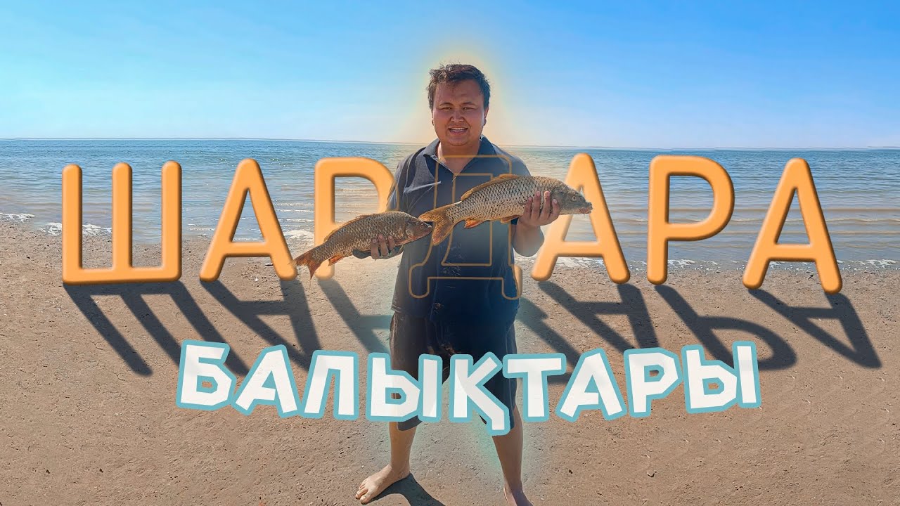 ШАРДАРА кайнады , САЗАН жақсы тартты. СУПЕР рыбалка на  САЗАНА в ШАРДАРЕ