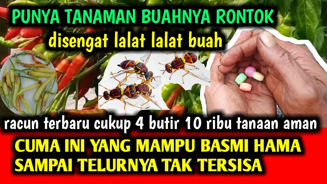 Cukup 3 butir puluhan ribu tanaman anti rontok buah lalat buah musnah modal gula