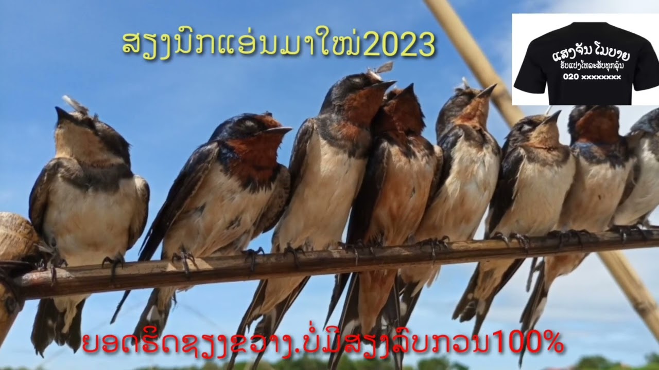 ສຽງນົກແອ່ນຊຽງຂວາງຍອດຮິດ 2023 เสียงนกแอ่นเชียงขวางยอดริด 2023