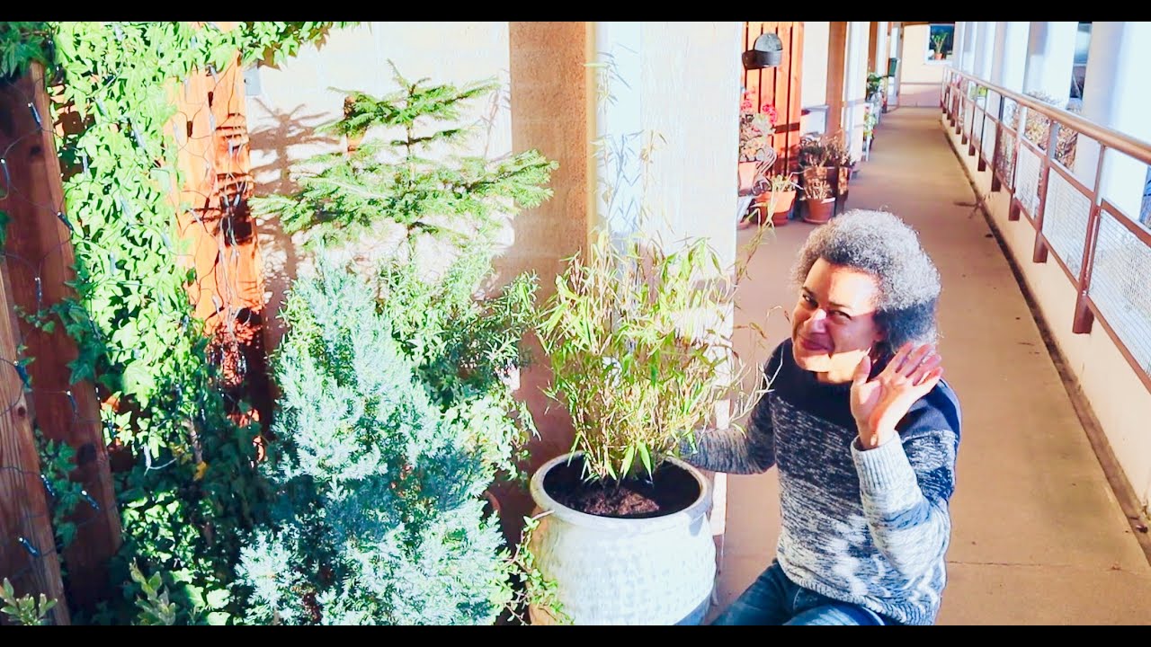 Outdoor Terrace Garden - Repotting Fargesia Murielae 'Jumbo' Bamboo