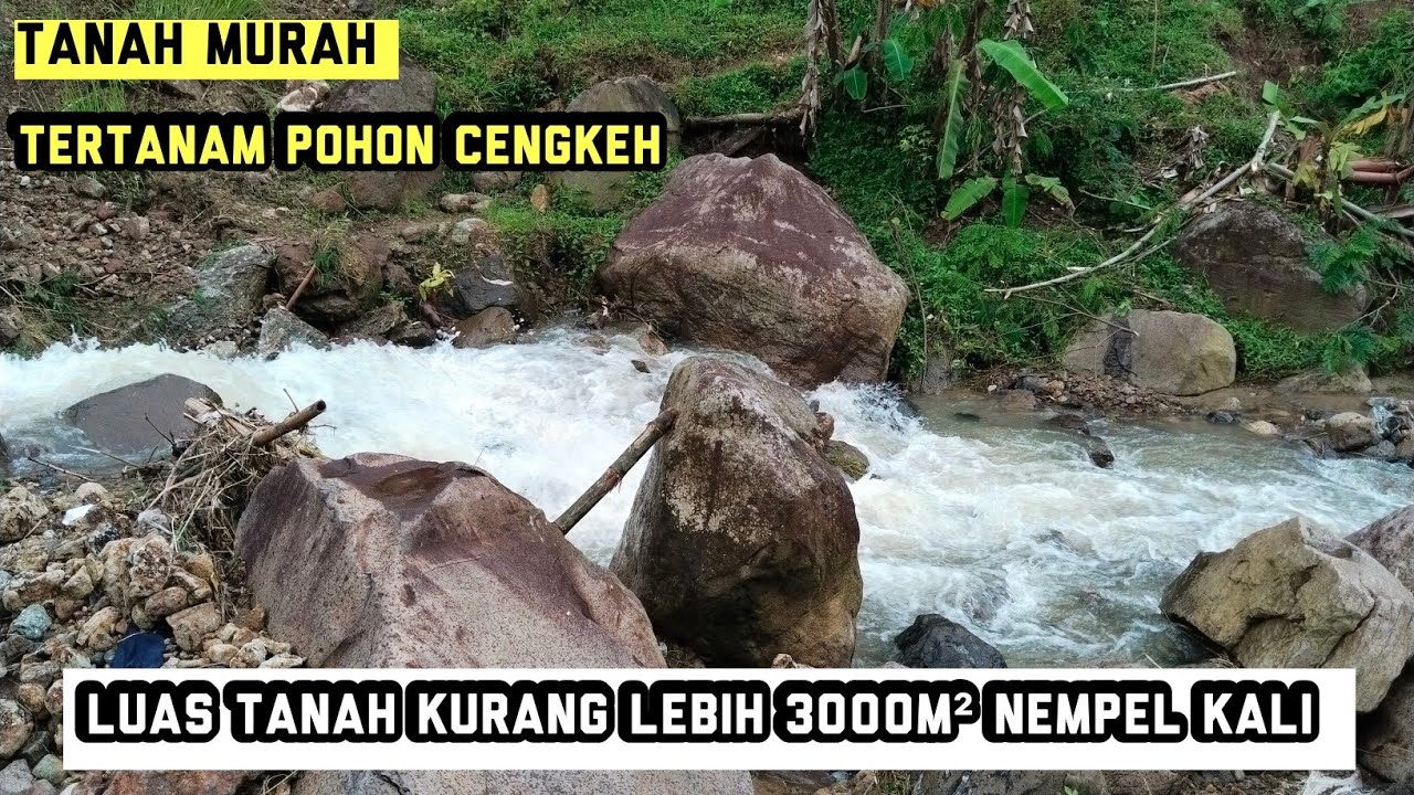 #dijual tanah kebun cengkeh dll murah‼️LT±3000m² nempel kali kecil lokasi bogor barat 