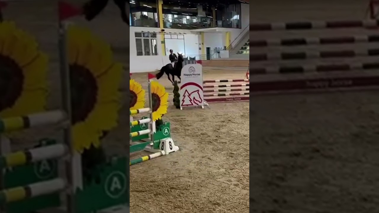 Big Bang 9 - Deutsches Sportpferd