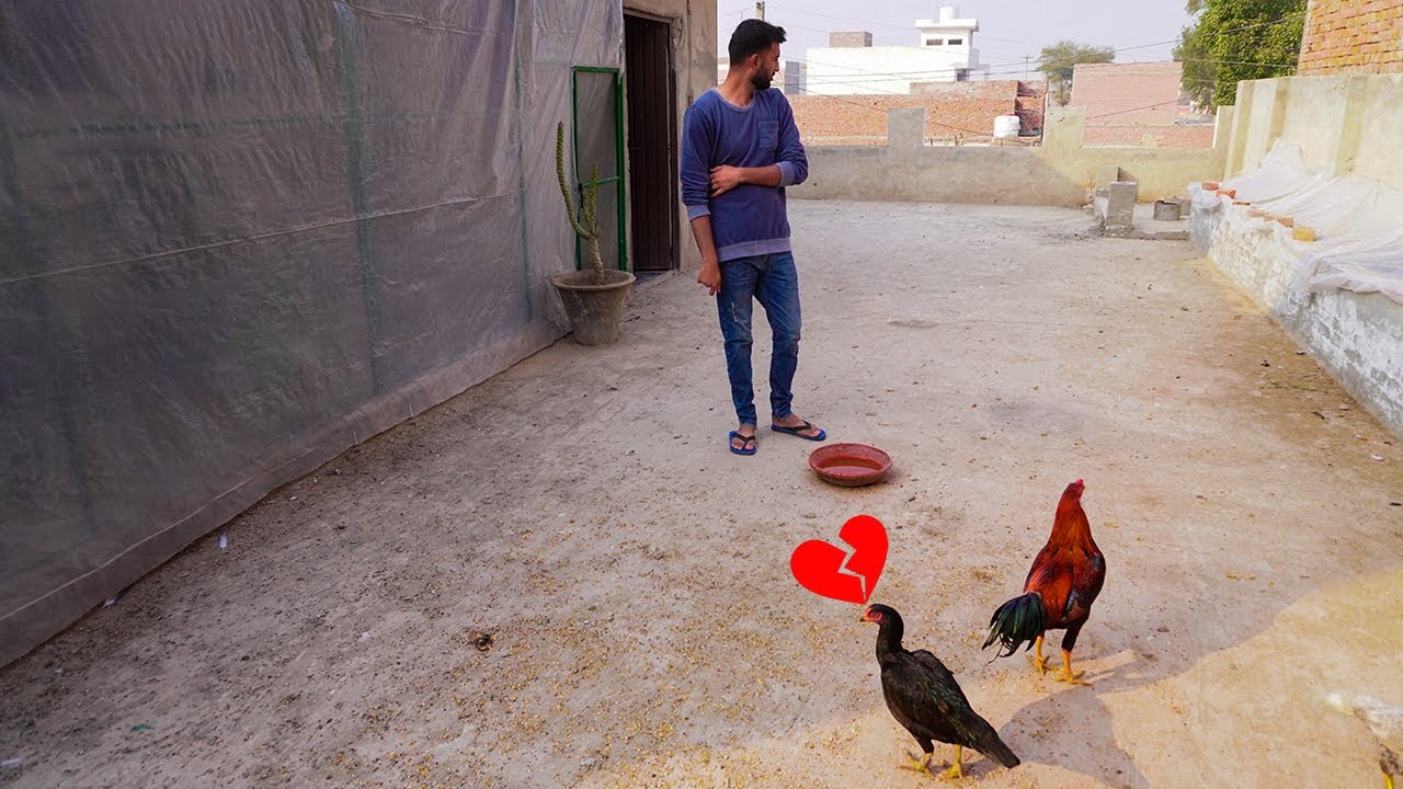 New Gift Pasand Nhi Aya Murgy ko 🥴