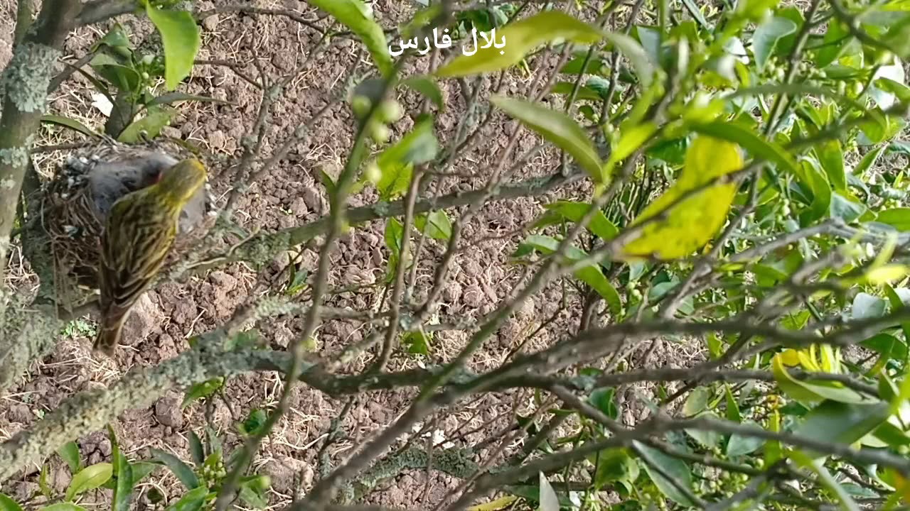 ذكر البسبوس يطعم فراخه في البرية
