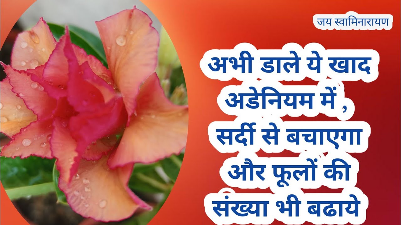 Is Samay Adenium K Liye Kon Se Khad Best H | Best Fertilizer For Adenium In November