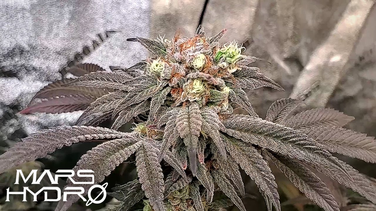 От семени до урожая - Мой первый опыт выращивания!!! | Mars Hydro TS1000