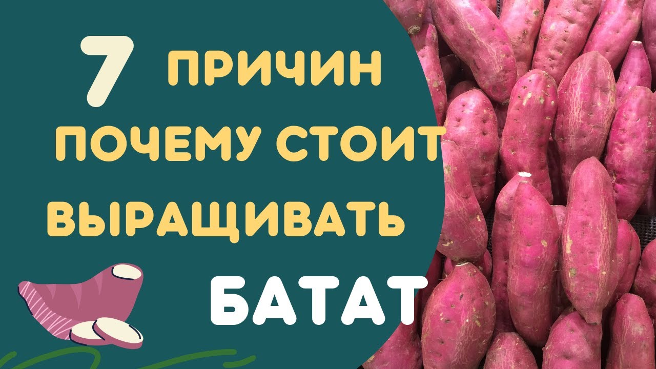 Семь причин почему стоит выращивать батат. Анонс 