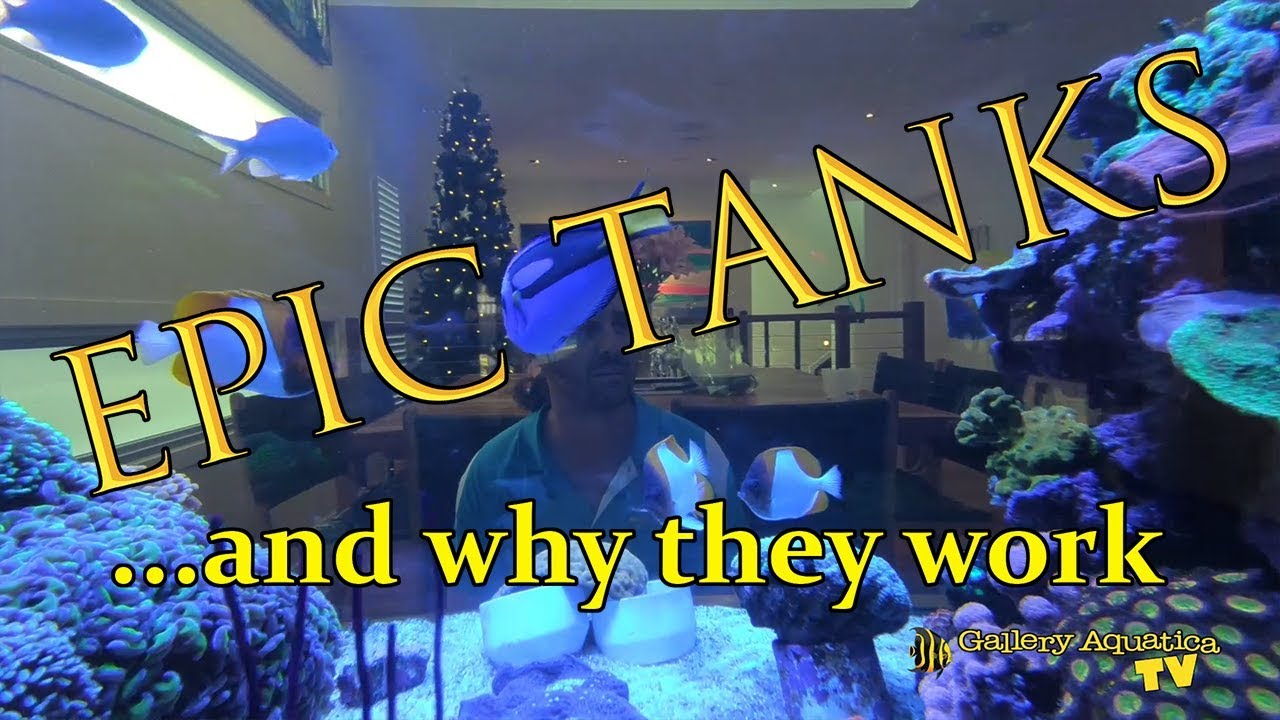 [EPIC] tanks and why they work: Episode #1 --- Gallery Aquatica TV