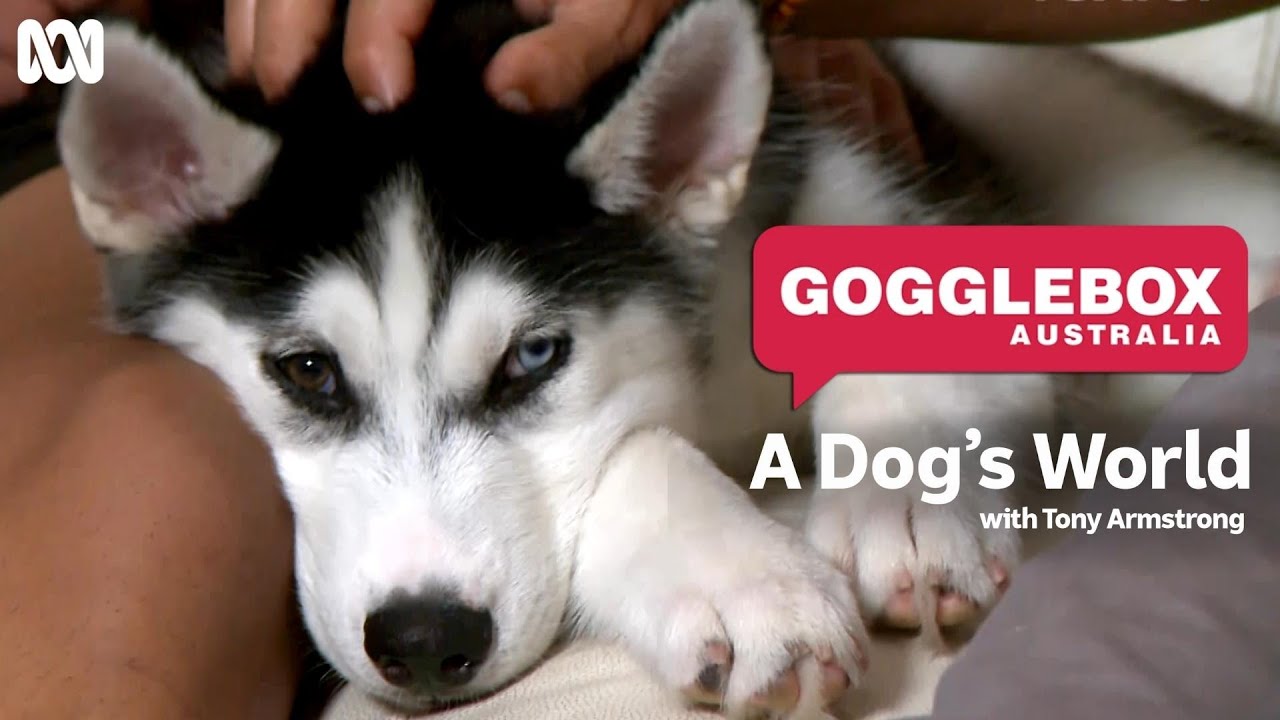 Gogglebox Australia goes woof | A Dog's World with Tony Armstrong