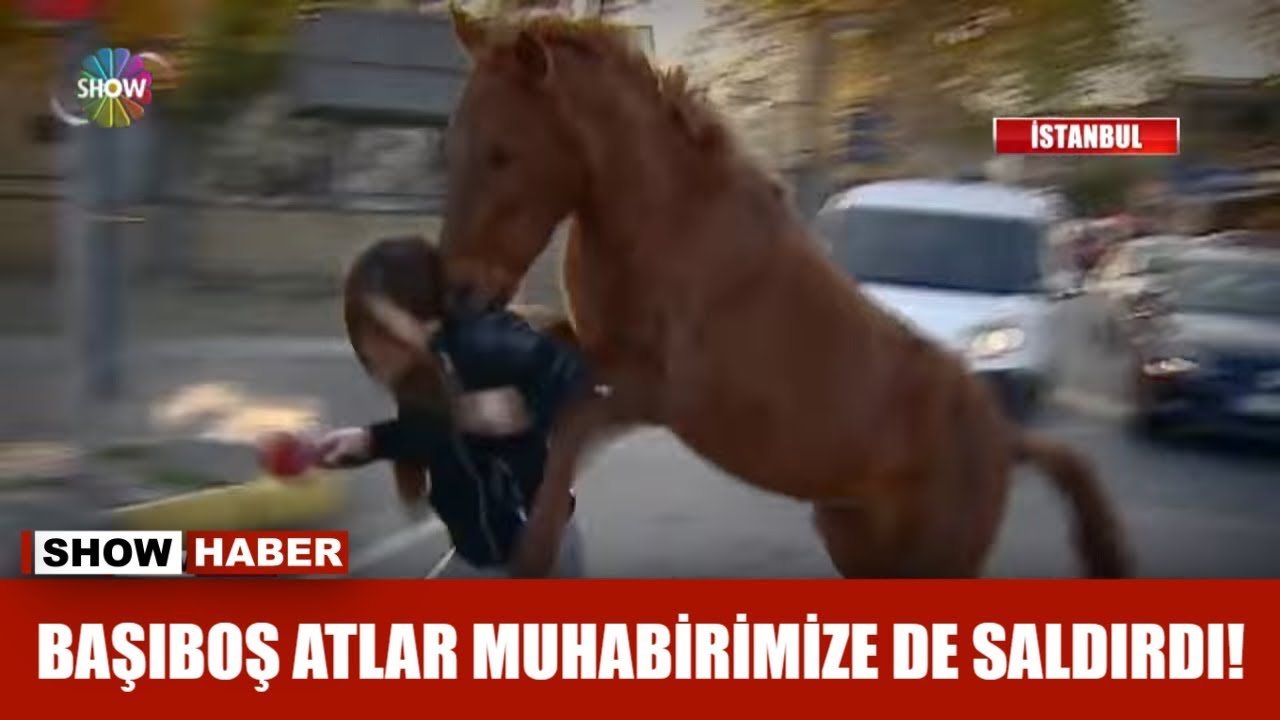 Başıboş atlar muhabirimize de saldırdı!