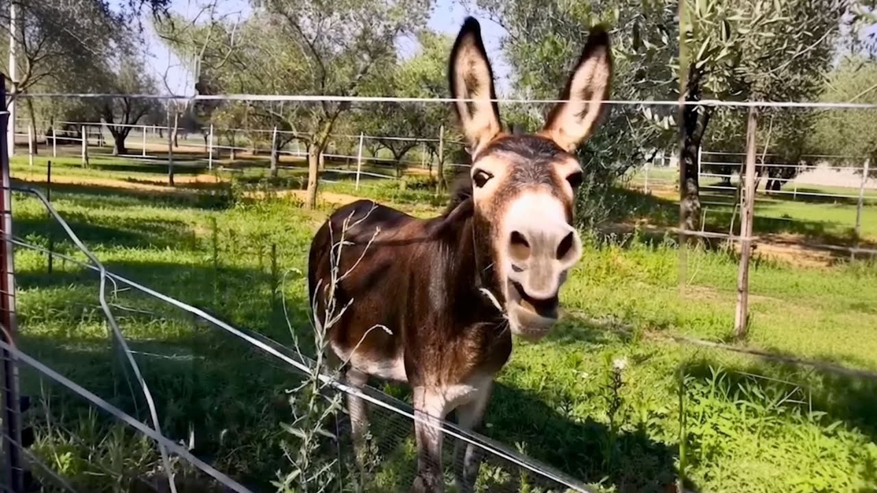Donkeys Are Criminally Underrated Pet | Funny Donkey