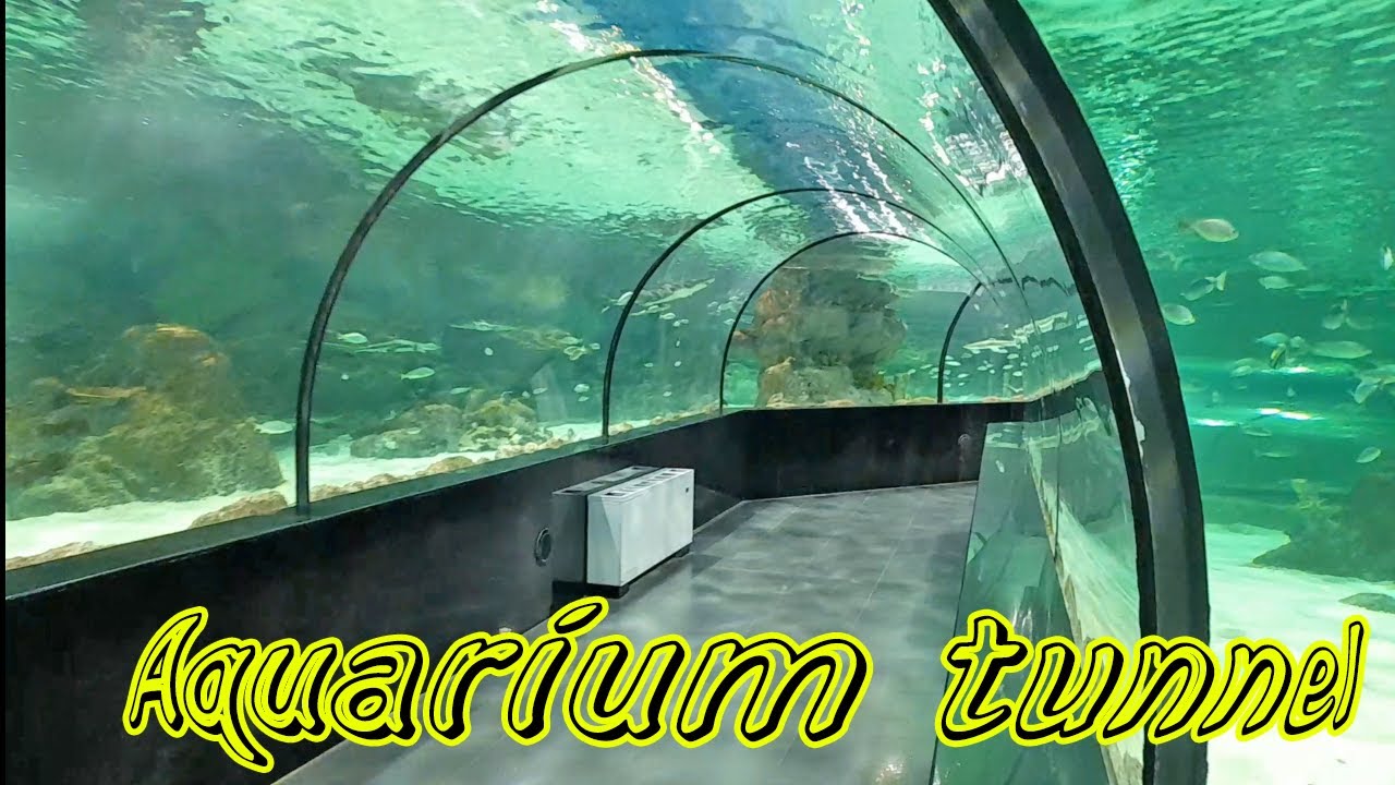 Walking in the aquarium tunnel