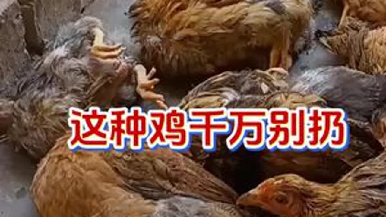 这种鸡千万别扔了，一招让它活蹦乱跳#养鸡#养鸡人#养鸡小妙招