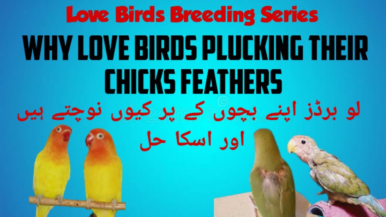 Why Love Birds pluck feathers of their chicks? | love birds feather plucking solution