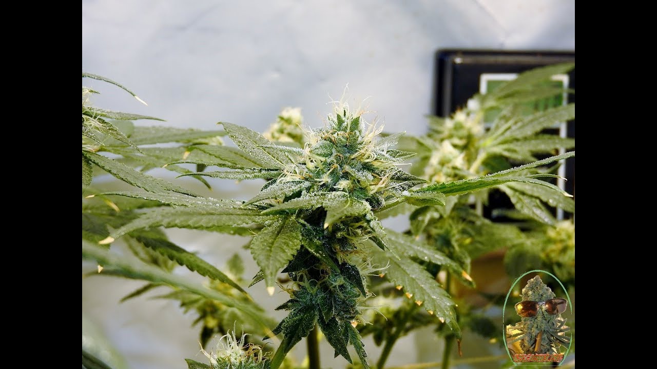 DEATH BUBBA AND FRIENDS  DAY 42