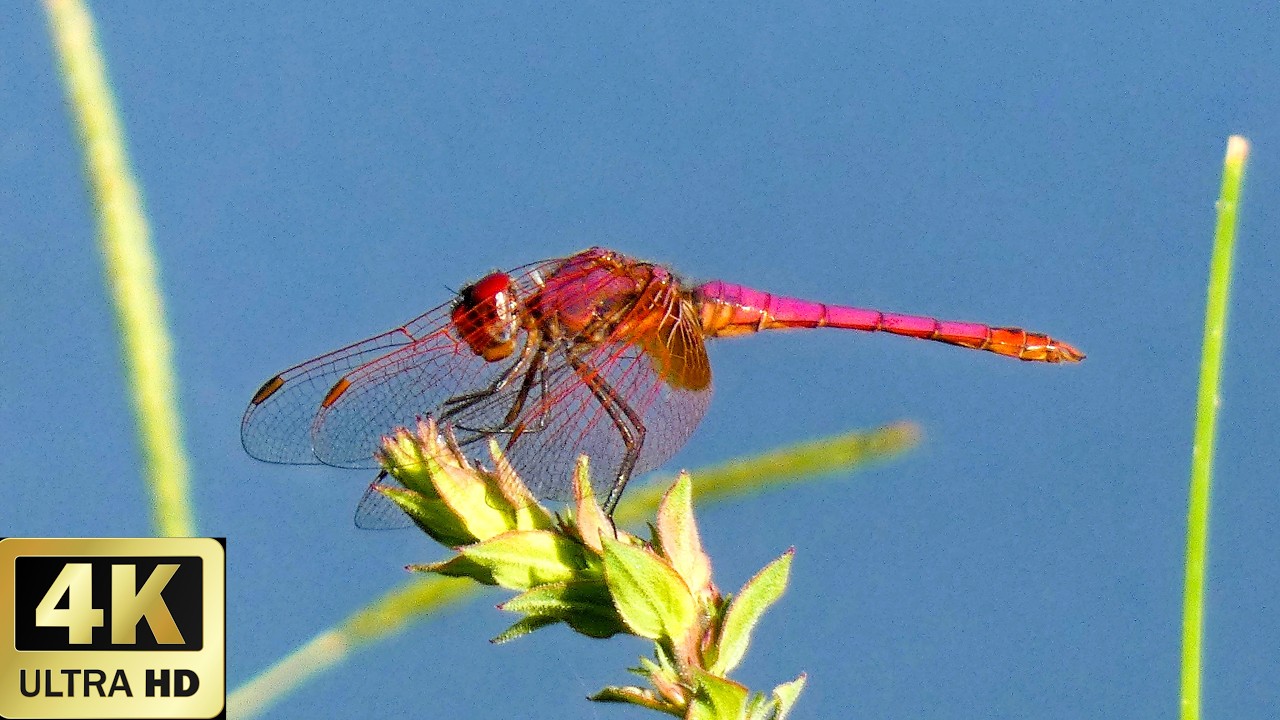 LIBELULAS   DRAGONFLIES  4K