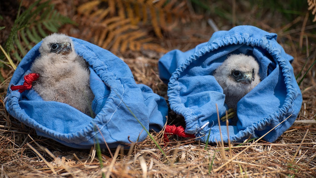 Ringing Dorset Hobby chicks (Falco subbuteo) 2025