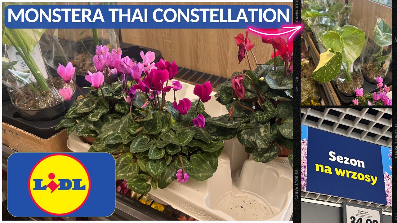 LIDL‼️Rośliny i Kwiaty w tym tygodniu🪴Sezon na Wrzosy, Monstera Thai Constellation w Lidlu❤️