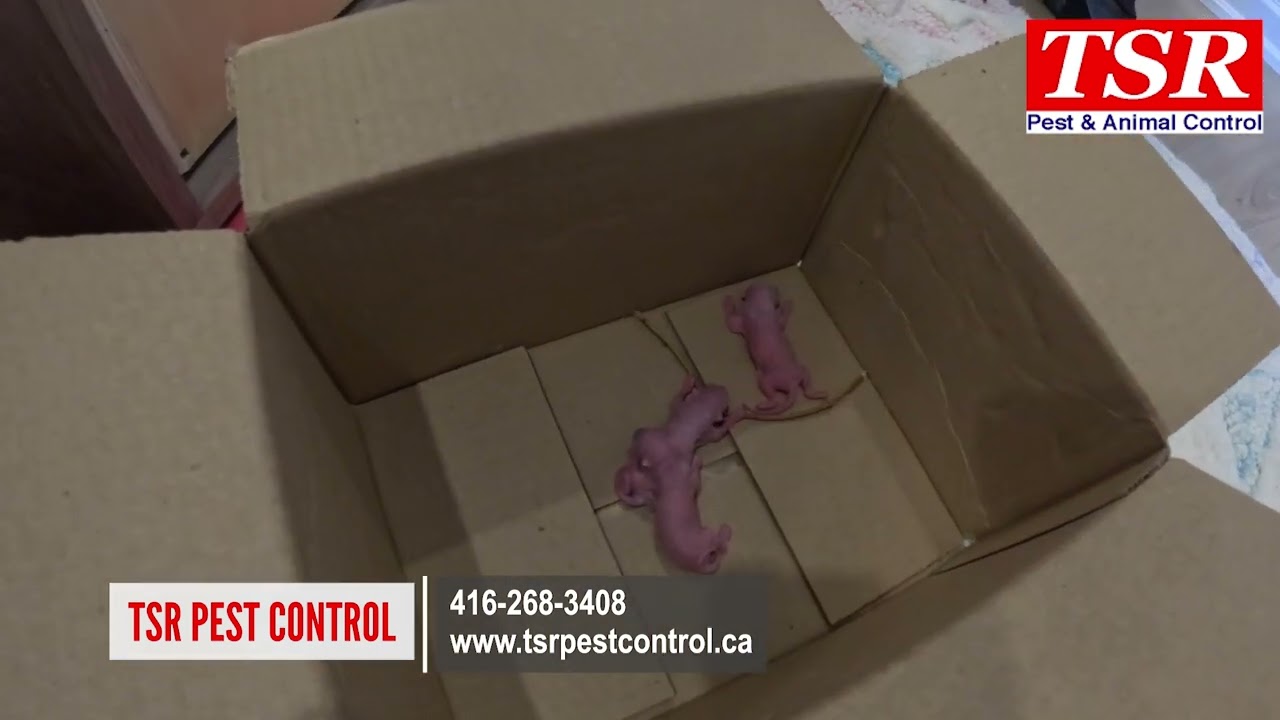 A complete guide to finding and removing a family of squirrels from a wall cavity Toronto Ontario