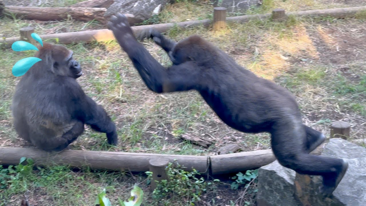 Baby Sumomo's mother Momoko got angry when Riki messed with her and fights back against him🦍🦍💢