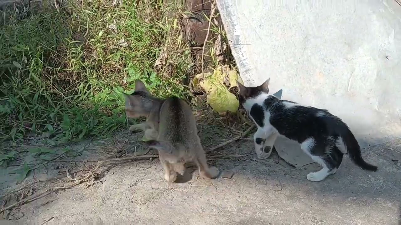  Kittens  without their mother cat. Relaxing moment with happy kittens 