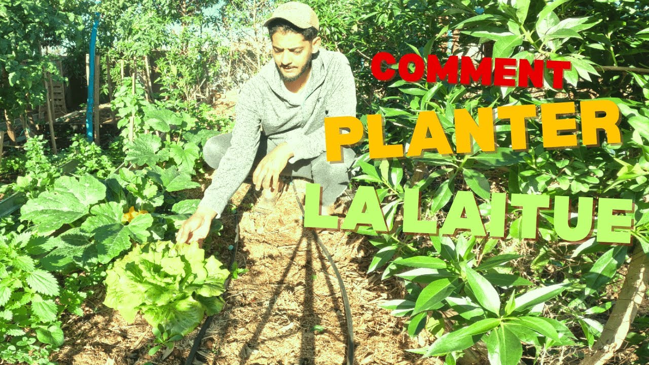 la plantation de la laitue ,comment quand et pourquoi??....