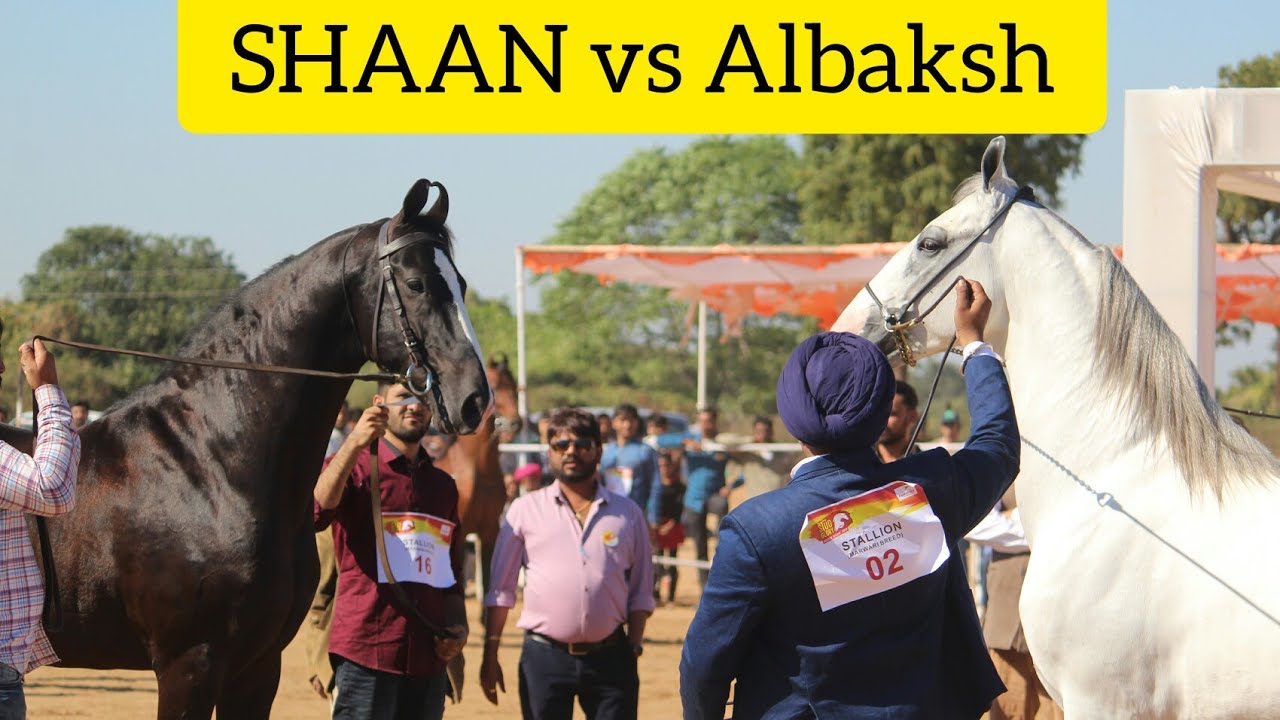 शान vs अलबक्श - दो चैंपियन घोड़ों की जबरदस्त टक्कर (Stud Glory 2019)
