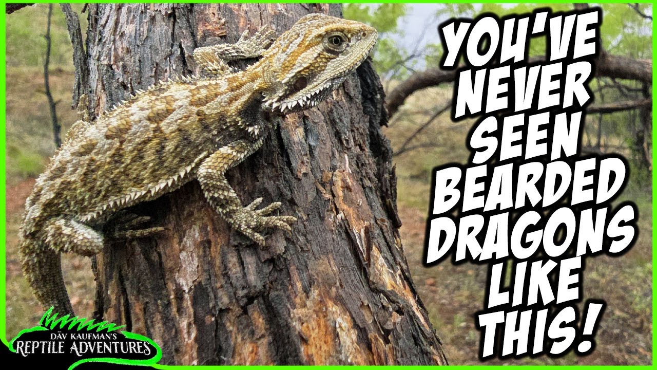 GREEN BEARDED DRAGON IN AUSTRALIA! Also Black-headed python, Frilled Dragon, and more!