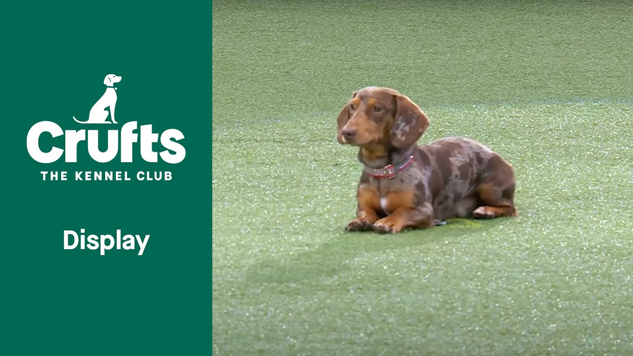 The Ultimate Dog Training Guide - Good Citizen Dog Scheme Display | Crufts 2022