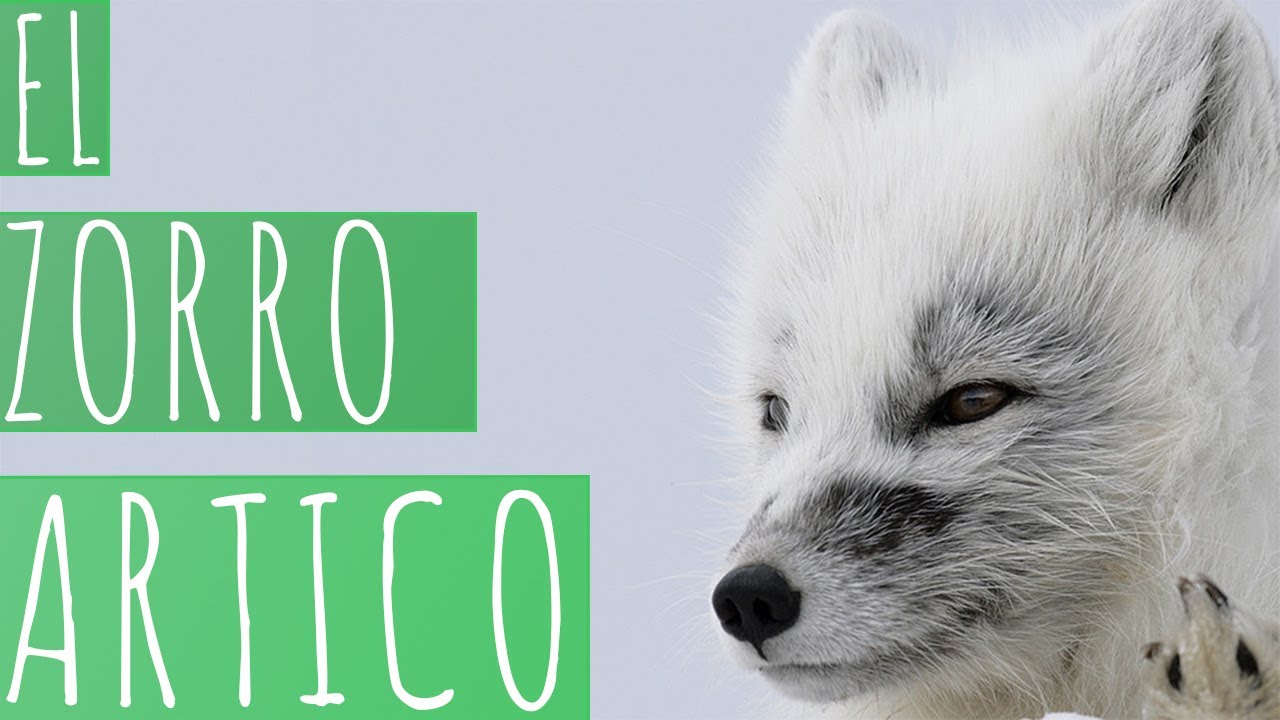 EL ZORRO ARTICO