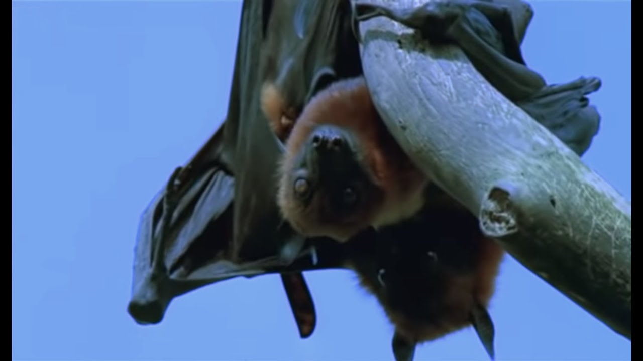 Mating Fruit Bats | Wild Indonesia | BBC Earth