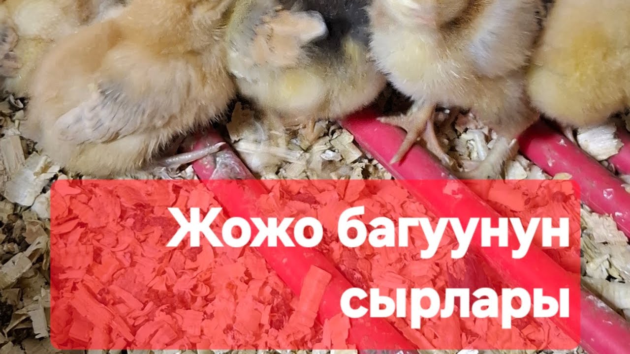 Жожо багуунун сырлары