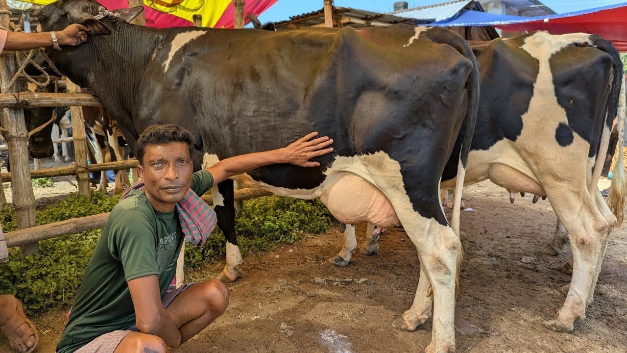 বাচ্চা ছাড়া রানিং ৮ থেকে ১০ লিটার দুধের গাভী কিনুন সরাসরি অরনকোলা পশুর হাটে