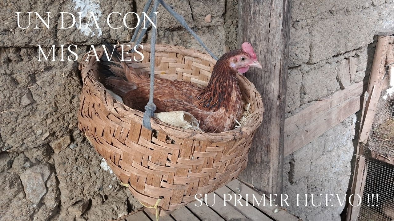 Un día con las aves del REFUGIO ANDINO