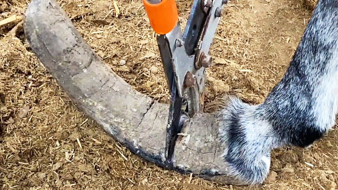 Wow, the donkey&rsquo;s hooves are so scary. I&rsquo;ve never seen such long hooves before【DONKEY HOOF SAVIOR】
