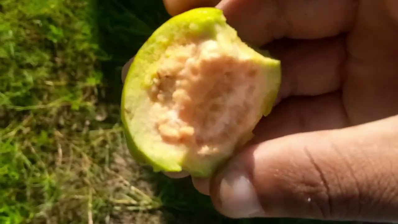 Passei Um Dia Numa Fazenda em Nkobe - Não Esperava Isso